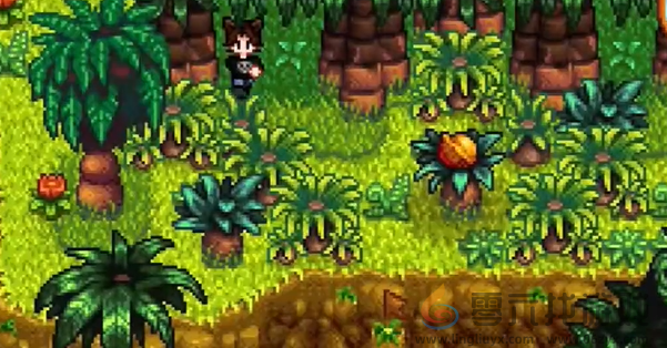 星露谷物语姜岛北部金核桃在哪(图4) 星露谷物语姜岛北部金核桃在哪(图4)